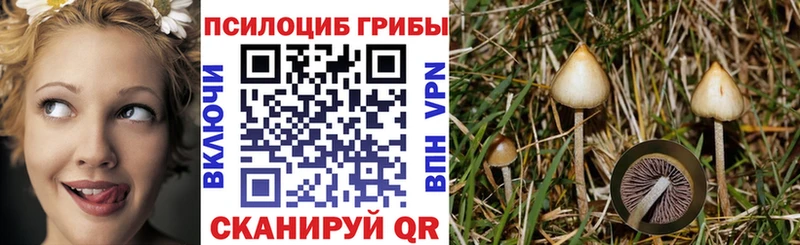 площадка официальный сайт  Порхов  Псилоцибиновые грибы Cubensis  omg зеркало 